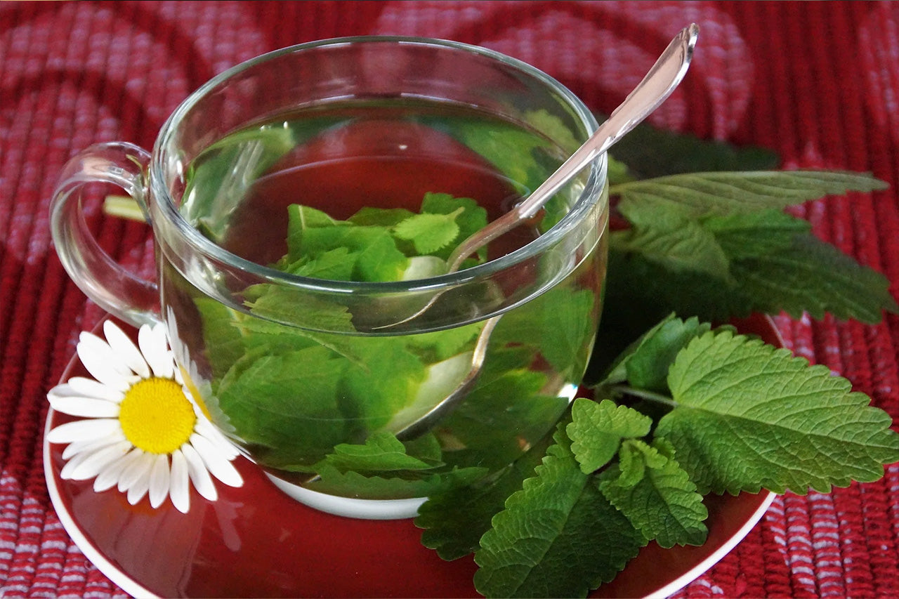 plante pour la digestion